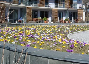 bild-blommor